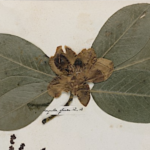 Emily Dickinson’s Herbarium: A Beautiful Digital Edition of the Poet's Pressed Plants & Flowers Is Now Online