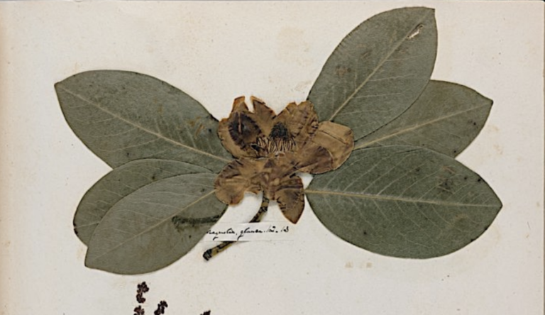 Emily Dickinson’s Herbarium: A Beautiful Digital Edition of the Poet's Pressed Plants & Flowers Is Now Online