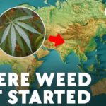 Humans Started Enjoying Cannabis in China Circa 2800 BC