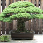 This 392-Year-Old Bonsai Tree Survived the Hiroshima Atomic Blast & Still Flourishes Today: The Power of Resilience