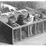 Nick Cave Narrates an Animated Film about the Cat Piano, the Twisted 18th Century Musical Instrument Designed to Treat Mental Illness