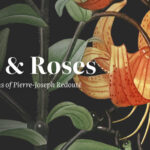 Behold a Digital Restoration of 655 Plates of Roses & Lilies by Pierre-Joseph Redouté: The Greatest Botanical Illustrator of All Time