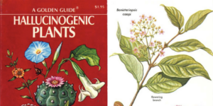 The Golden Guide to Hallucinogenic Plants: Explore the 1977 Illustrated Guide Created by Harvard's Groundbreaking Ethnobotanist Richard Evan Schultes